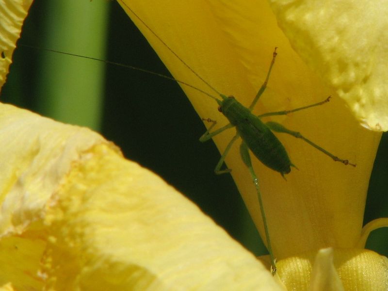 Phaneroptera sp. (ninfa)